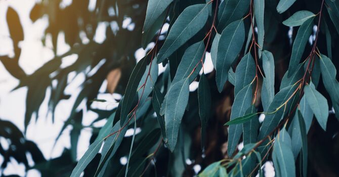 Psychotherapy & Neurotherapy